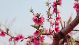 人間四月芳菲盡，桃花朵朵映中聯(lián)！